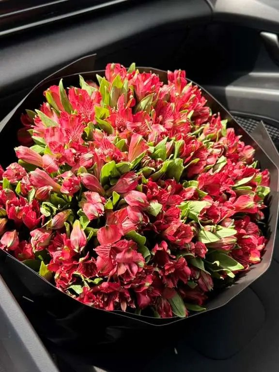 New England Ruby Alstroemeria monobouquet of crimson red alstroemeria in matte black wrap, view 2